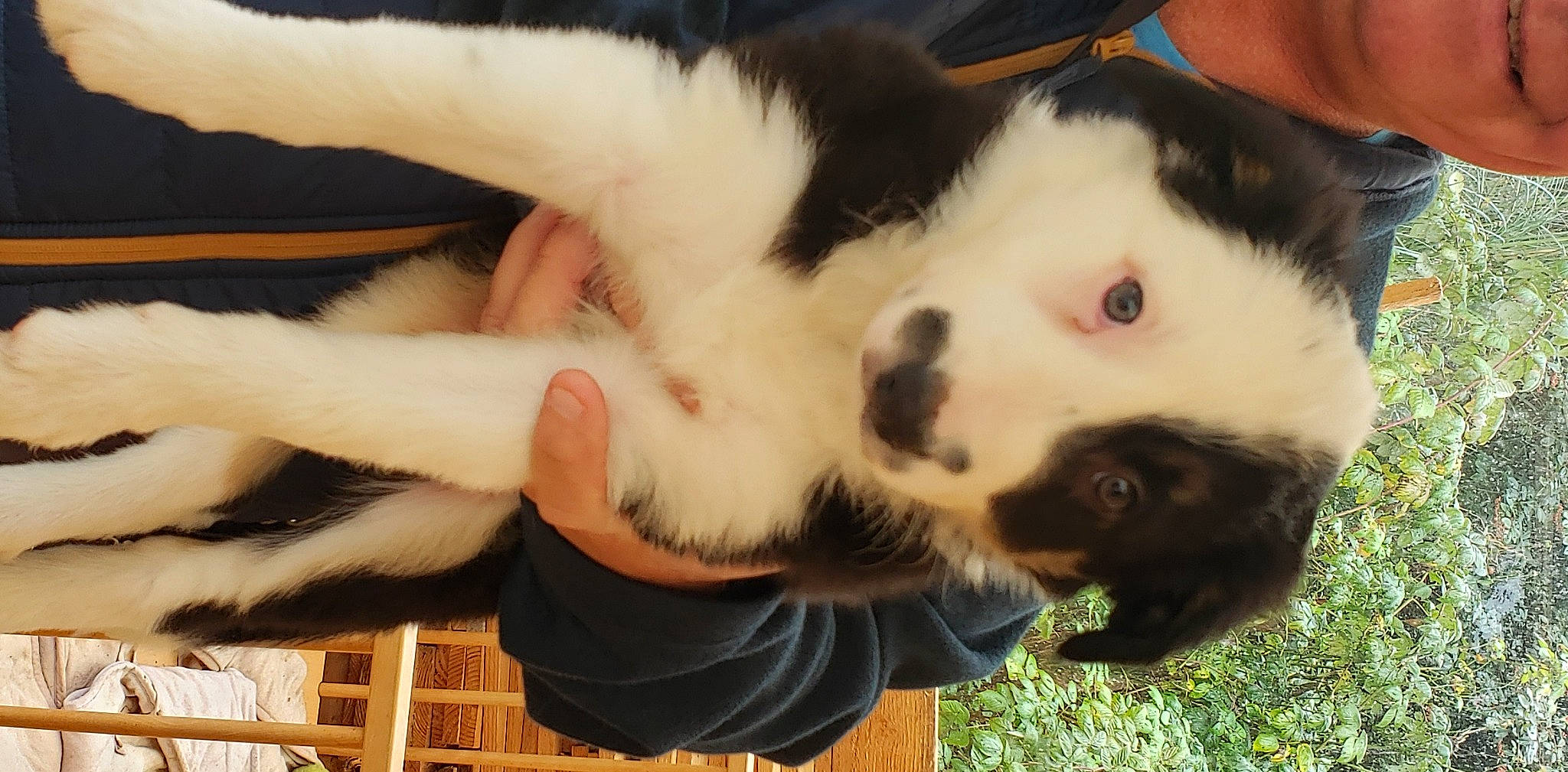 Ullan participe au concours pour gagner de l'argent avec cette photo : ancient_dog_breeds, canidae, carnivore, companion_dog, dog, dog_breed, felidae, fur, herding_dog, non_sporting_group, paw, puppy, puppy_love, small_to_medium_sized_cats, snout, spitz, sporting_group, tail, whiskers, working_dog