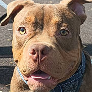 Shakespeare is registered to the contest to win money with this photo: accessories, animal, bodypart, boxer, bulldog, canine, dog, face, frenchbulldog, head, hound, mouth, person, pet, photography, pitbull, portrait, puppy, snout, whitedog
