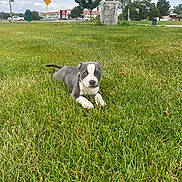 Suggur is registered to the contest to win money with this photo: puppy, dog, grass, outdoor, blue_eyes, lawn, pet, animal, young_dog, suburban, sky, cloudy, tree, walking_path, street_sign, calm, greenery, nature, daytime, cute