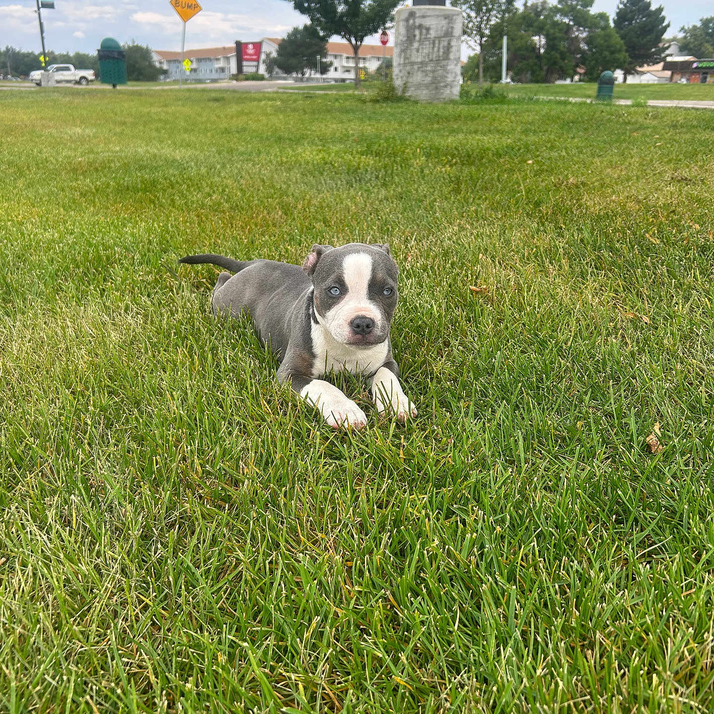 Suggur is registered to the contest to win money with this photo: animal, blue_eyes, calm, cloudy, cute, daytime, dog, grass, greenery, lawn, nature, outdoor, pet, puppy, sky, street_sign, suburban, tree, walking_path, young_dog