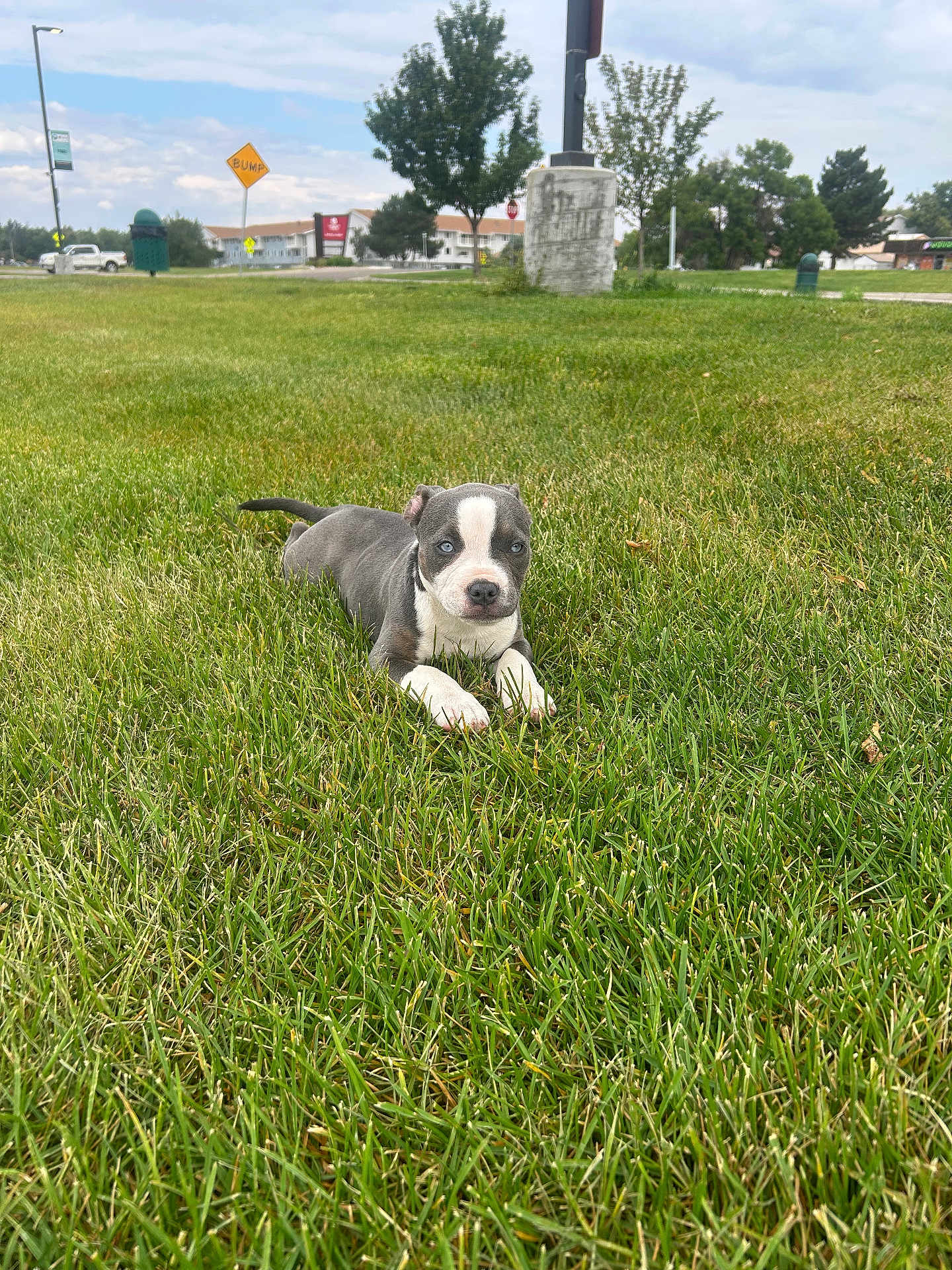 Suggur is registered to the contest to win money with this photo: puppy, dog, grass, outdoor, blue_eyes, lawn, pet, animal, young_dog, suburban, sky, cloudy, tree, walking_path, street_sign, calm, greenery, nature, daytime, cute