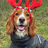 Mabel joined the competition — help win amazing prizes! dog, reindeer_ears, antlers, outdoor, grass, muddy, brown_fur, black_coat, tongue_out, happy, pet, canine, animal, festive, holiday, nature, ears, portrait, cute, winter_clothing