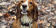 Mabel is registered to the contest to win money with this photo: dog, wet, muddy, forest_floor, leaves, brown_fur, white_fur, collar, pet, animal, outdoor, nature, canine, looking_up, close_up, bokeh, fur, ears, mouth, grass