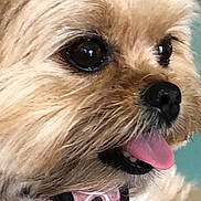 Mya joined the competition — help win amazing prizes! animal, brown, canine, close_up, collar, companion, cute, dog, domestic_animal, face, fluffy, friendly, fur, happy, indoor, muzzle, pet, portrait, tongue_out, whiskers