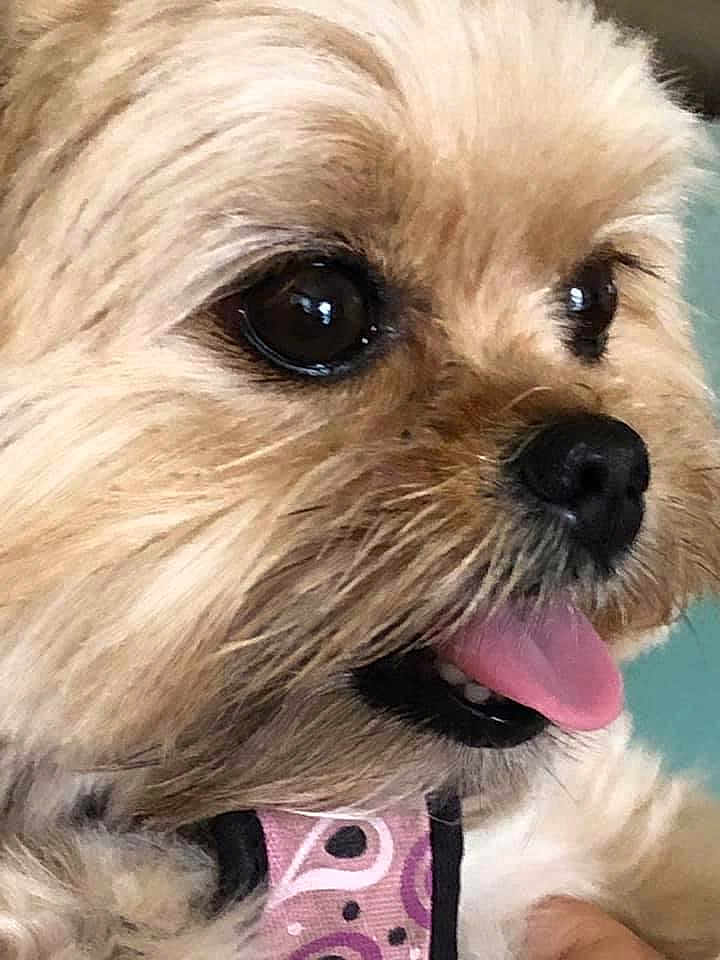 Mya