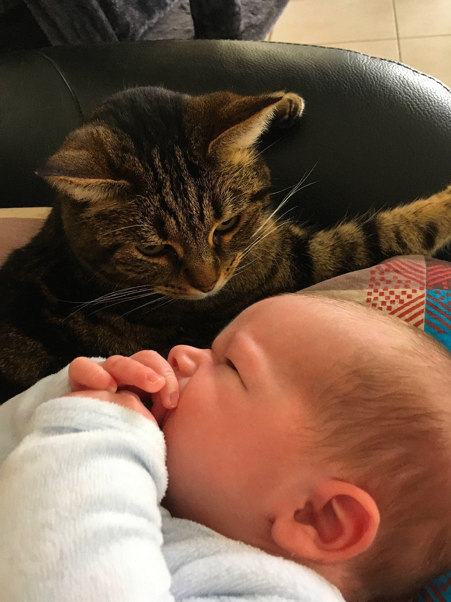 Aden participe au concours pour gagner de l'argent avec cette photo : baby, baby_sleeping, bedtime, carnivore, cat, cheek, child, comfort, ear, felidae, fur, hand, mouth, nap, nose, person, skin, sleep, small_to_medium_sized_cats, toddler