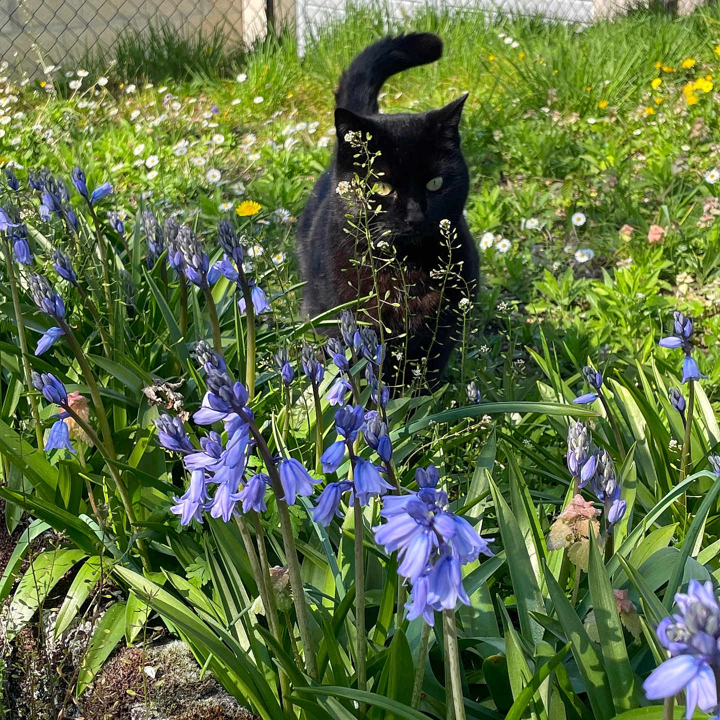 Naya participe au concours pour gagner de l'argent avec cette photo : animal, black_cat, bushes, cat, curious, daytime, fence, flora, flowers, garden, grass, greenery, nature, outdoor, pet, plants, purple_flowers, spring, sunlight, wildlife