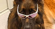 The Little Haïry participe au concours pour gagner de l'argent avec cette photo : dog, german_shepherd, sunglasses, pet, animal, indoor, fur, brown, black, portrait, closeup, cute, cool, looking_at_camera, ears, nose, eyes, muzzle, sitting, companion