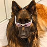 animal, black, brown, closeup, companion, cool, cute, dog, ears, eyes, fur, german_shepherd, indoor, looking_at_camera, muzzle, nose, pet, portrait, sitting, sunglasses