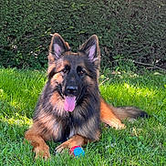 The Little Haïry a rejoint le concours — aidez-le/la à gagner de superbes lots ! dog, german_shepherd, grass, toy, animal, pet, outdoor, sunlight, greenery, nature, canine, panting, fur, ears, tongue, playing, happy, lying_down, hedge, summer