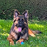 animal, canine, dog, ears, fur, german_shepherd, grass, greenery, happy, hedge, lying_down, nature, outdoor, panting, pet, playing, summer, sunlight, tongue, toy