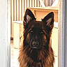 The Little Haïry participe au concours pour gagner de l'argent avec cette photo : dog, german_shepherd, pet, indoor, doorway, fur, ears, animal, portrait, looking, brown, black, face, canine, house, wooden_floor, radiator, furniture, domestic, alert