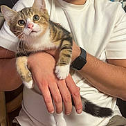 Filou a rejoint le concours — aidez-le/la à gagner de superbes lots ! abyssinian, accessories, animal, arm, bodypart, bracelet, cat, clothing, face, glasses, head, jewelry, kitten, person, pet, photography, portrait, ring, t_shirt, wristwatch