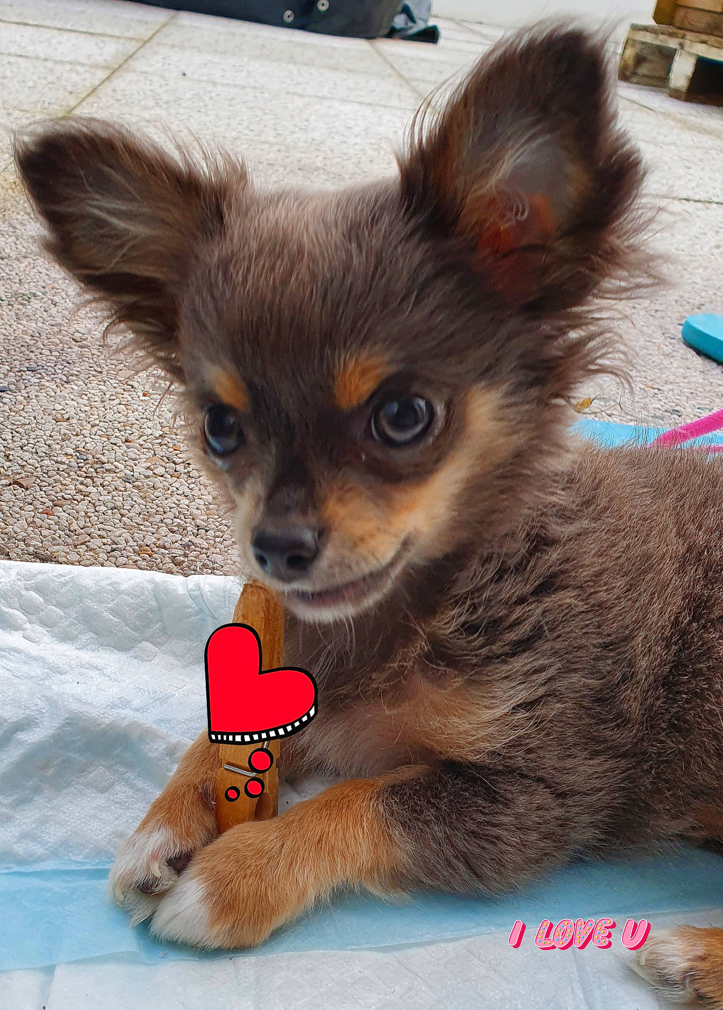 Brigand participe au concours pour gagner de l'argent avec cette photo : canidae, carnivore, chihuahua, claw, companion_dog, corgi_chihuahua, dog, dog_breed, dog_supply, ear, fawn, fur, paw, photo_caption, russkiy_toy, snout, terrestrial_animal, toy_dog, whiskers, wildlife