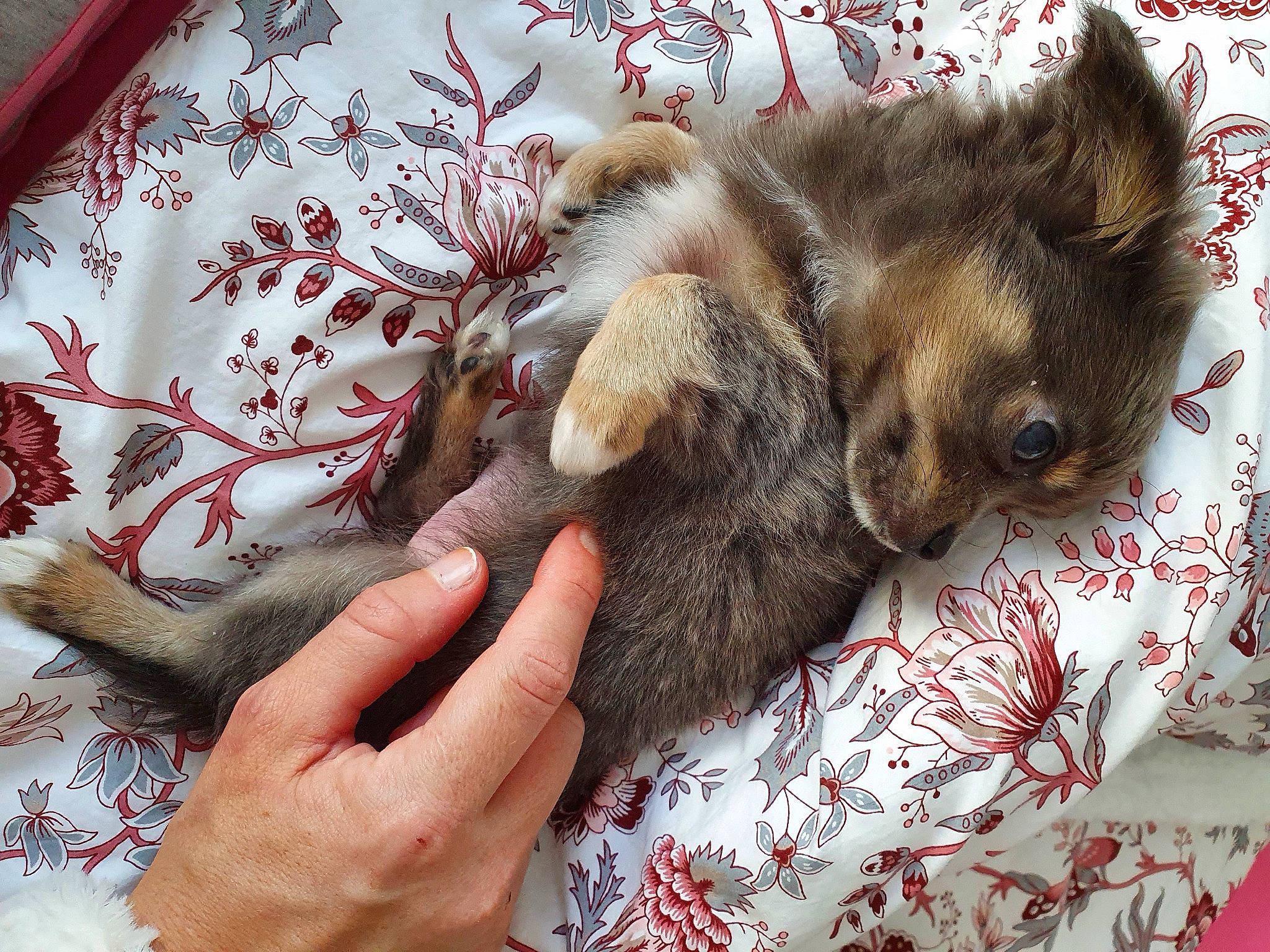 Brigand a rejoint le concours — aidez-le/la à gagner de superbes lots ! carnivore, claw, comfort, companion_dog, dog_breed, domestic_short_haired_cat, fawn, felidae, fur, jewellery, linens, nail, nap, pattern, paw, small_to_medium_sized_cats, sporting_group, terrestrial_animal, visual_arts, whiskers