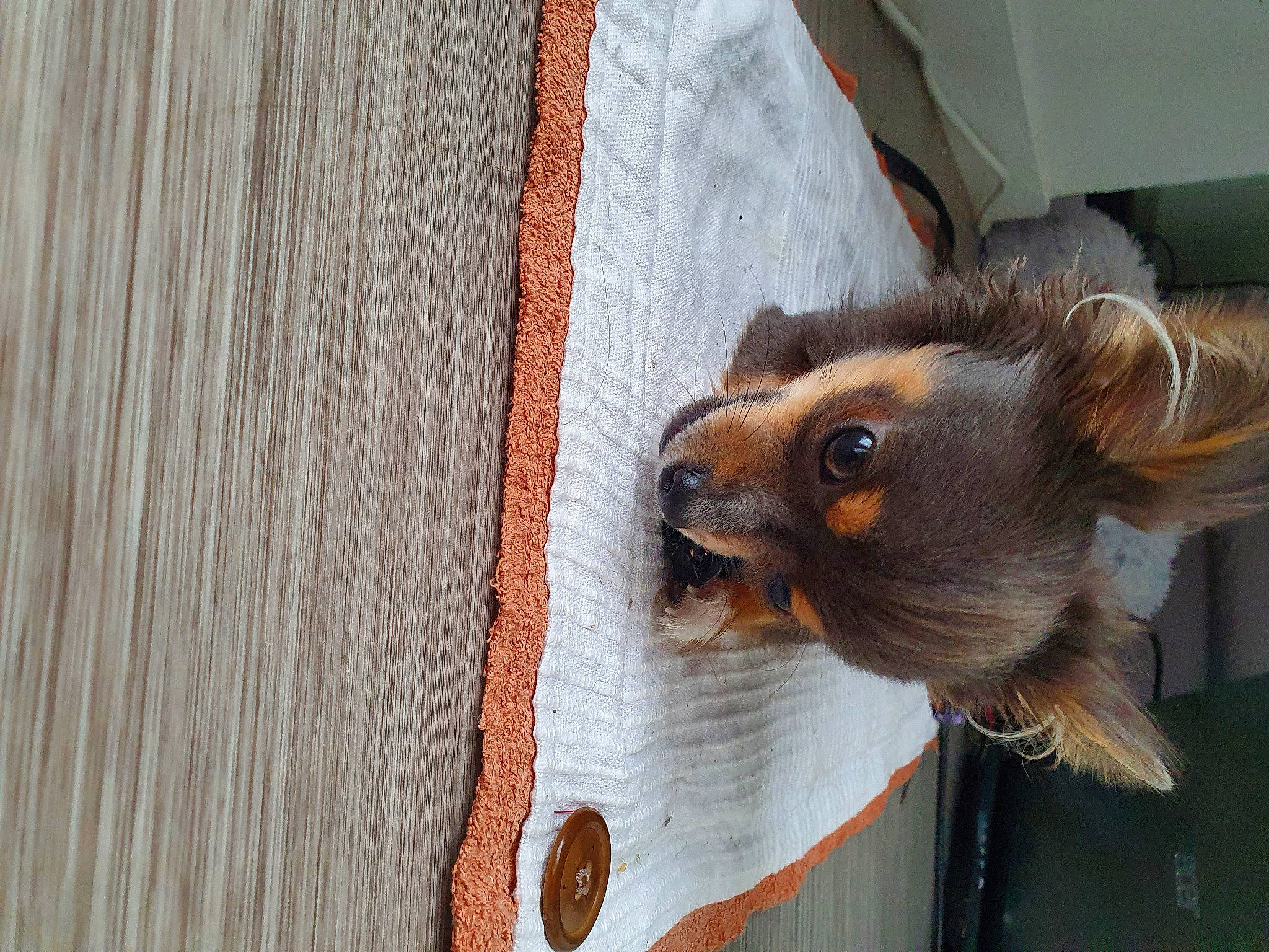 Brigand a rejoint le concours — aidez-le/la à gagner de superbes lots ! brown, canidae, claw, dog_breed, fawn, fur, hardwood, liver, pet_supply, plywood, rodent, small_to_medium_sized_cats, snout, tail, terrestrial_animal, whiskers, wildlife, wood, wood_stain