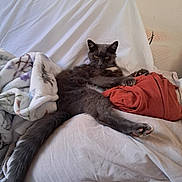 Chouchou participe au concours pour gagner de l'argent avec cette photo : cat, gray_cat, feline, pet, indoor, couch, blanket, sheet, relaxed, fur, paw, tail, resting, cozy, domestic_animal, animal, furniture, home, comfort, laying_down