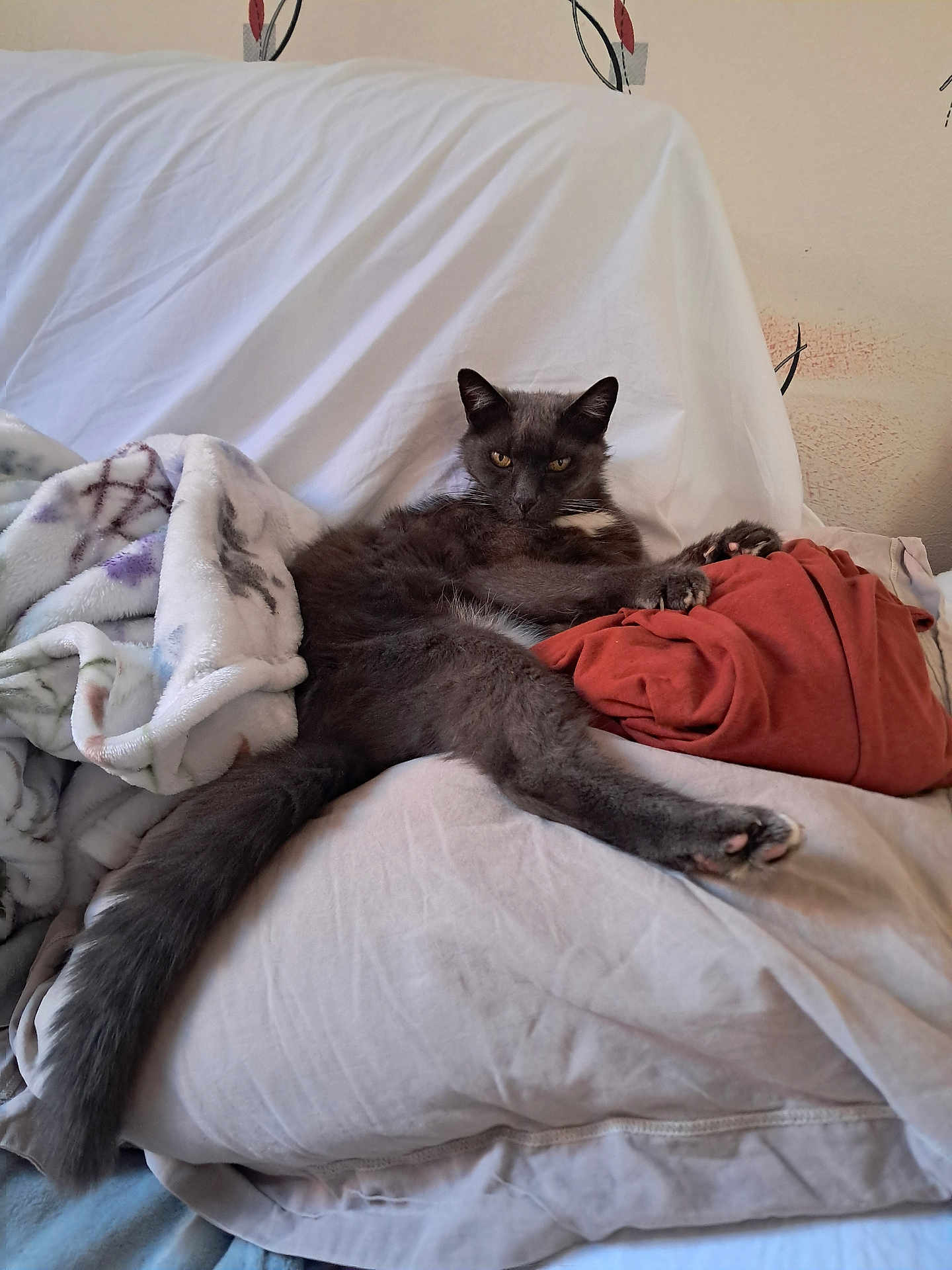 Chouchou participe au concours pour gagner de l'argent avec cette photo : cat, gray_cat, feline, pet, indoor, couch, blanket, sheet, relaxed, fur, paw, tail, resting, cozy, domestic_animal, animal, furniture, home, comfort, laying_down