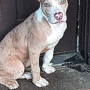 Mocha joined the competition — help win amazing prizes! animal, blue_eyes, brown_door, canine, concrete, curious, dog, domestic_animal, doorstep, ears, outdoor, pet, pink_nose, portrait, short_fur, sitting, snout, watchful, white_paws, young_dog