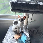 Felix is registered to the contest to win money with this photo: kitten, cat, siamese, cat_tree, feather_toys, window, indoor, pet, feline, gray, plush, curious, animal, young, playful, soft_light, background_blur, domestic, cute, small