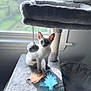 kitten, cat, siamese, cat_tree, feather_toys, window, indoor, pet, feline, gray, plush, curious, animal, young, playful, soft_light, background_blur, domestic, cute, small