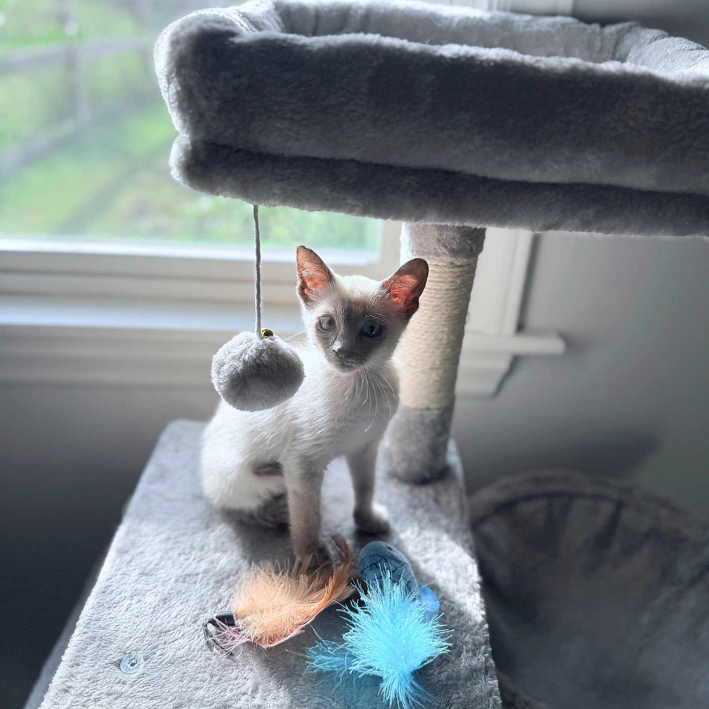Felix is registered to the contest to win money with this photo: animal, background_blur, cat, cat_tree, curious, cute, domestic, feather_toys, feline, gray, indoor, kitten, pet, playful, plush, siamese, small, soft_light, window, young