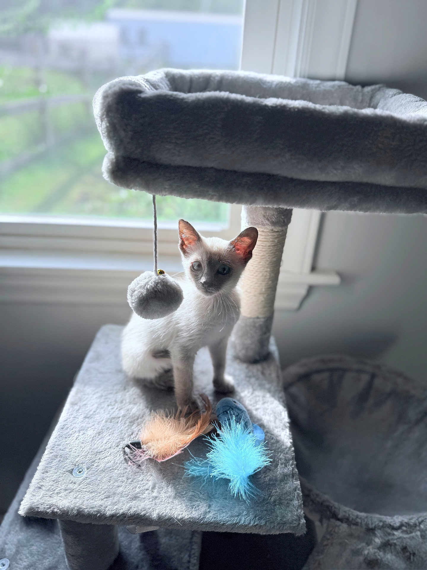 Felix is registered to the contest to win money with this photo: kitten, cat, siamese, cat_tree, feather_toys, window, indoor, pet, feline, gray, plush, curious, animal, young, playful, soft_light, background_blur, domestic, cute, small