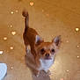 adorable, animal, canine, chihuahua, companion, cute, dog, domestic_animal, ears, floor, friendly, heart_overlay, indoor, light_brown, looking_up, pet, small_dog, standing, tail, white_fur
