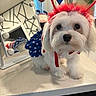 dog, pet, white_fur, costume, patriotic, usa, headband, vanity_mirror, countertop, indoor, decor, red, blue, white, stars, ribbon, fluffy, cute, small_dog, animal