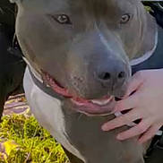 Athen participe au concours pour gagner de l'argent avec cette photo : dog, pitbull, pet, close_up, dog_face, muzzle, ears, collar, leash, grass, hand, human_hand, outdoor, portrait, animal, canine, tongue, screenshot, phone_ui, photography