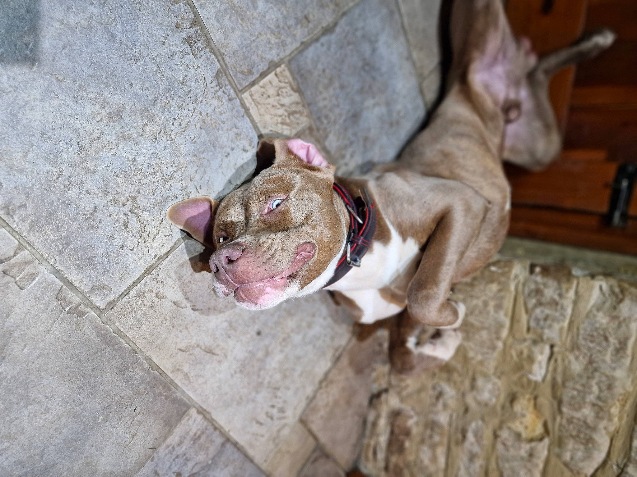 Hulk is registered to the contest to win money with this photo: carnivore, collar, companion_dog, dog, dog_breed, dog_clothes, dog_collar, fawn, felidae, fur, leash, road_surface, small_to_medium_sized_cats, snout, sporting_group, tail, whiskers, wood, working_animal, wrinkle