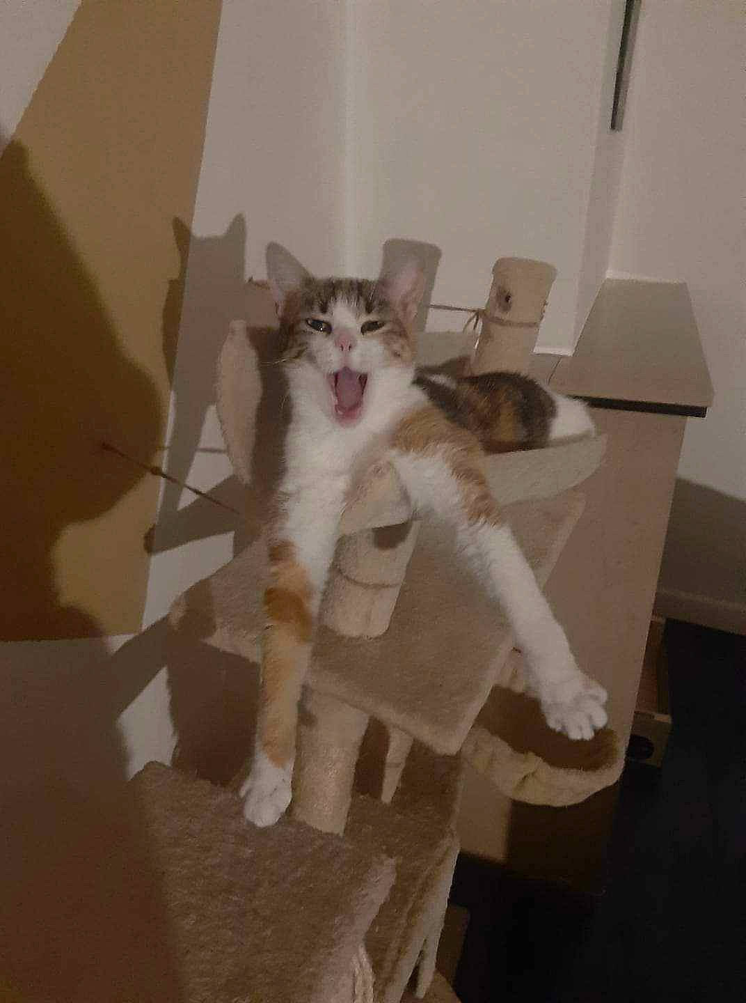 Tequilla participe au concours pour gagner de l'argent avec cette photo : box, cardboard, carnivore, cat, chair, comfort, domestic_short_haired_cat, fawn, felidae, flooring, fur, hardwood, paw, plaster, room, small_to_medium_sized_cats, stairs, tail, whiskers, wood