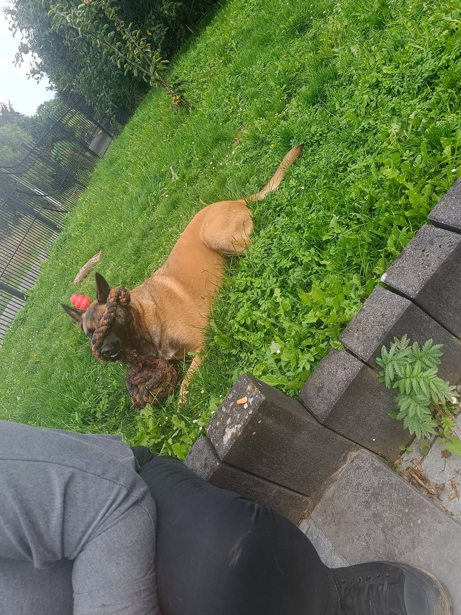 Jump a rejoint le concours — aidez-le/la à gagner de superbes lots ! asphalt, carnivore, chair, companion_dog, dog, dog_breed, fawn, felidae, grass, groundcover, leash, leisure, plant, road_surface, small_to_medium_sized_cats, snout, sporting_group, tail, terrestrial_animal, working_animal