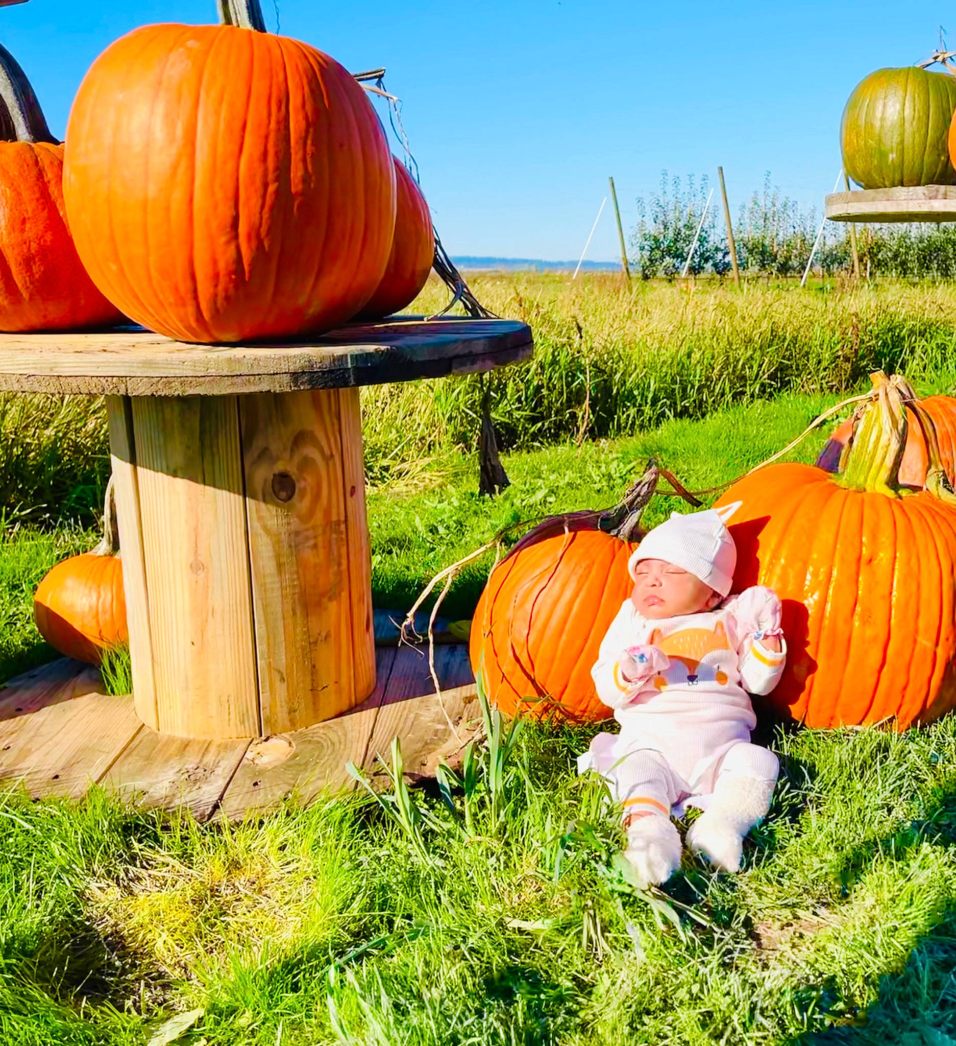 Sitara is registered to the contest to win money with this photo: agriculture, botany, calabaza, cucurbita, daytime, food, gourd, grass, hat, headwear, natural_foods, nature, orange, people_in_nature, person, plant, pumpkin, sky, squash, vegetable