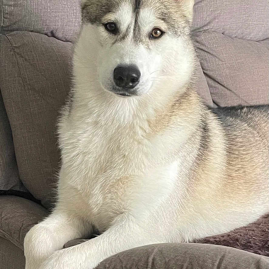 Kira