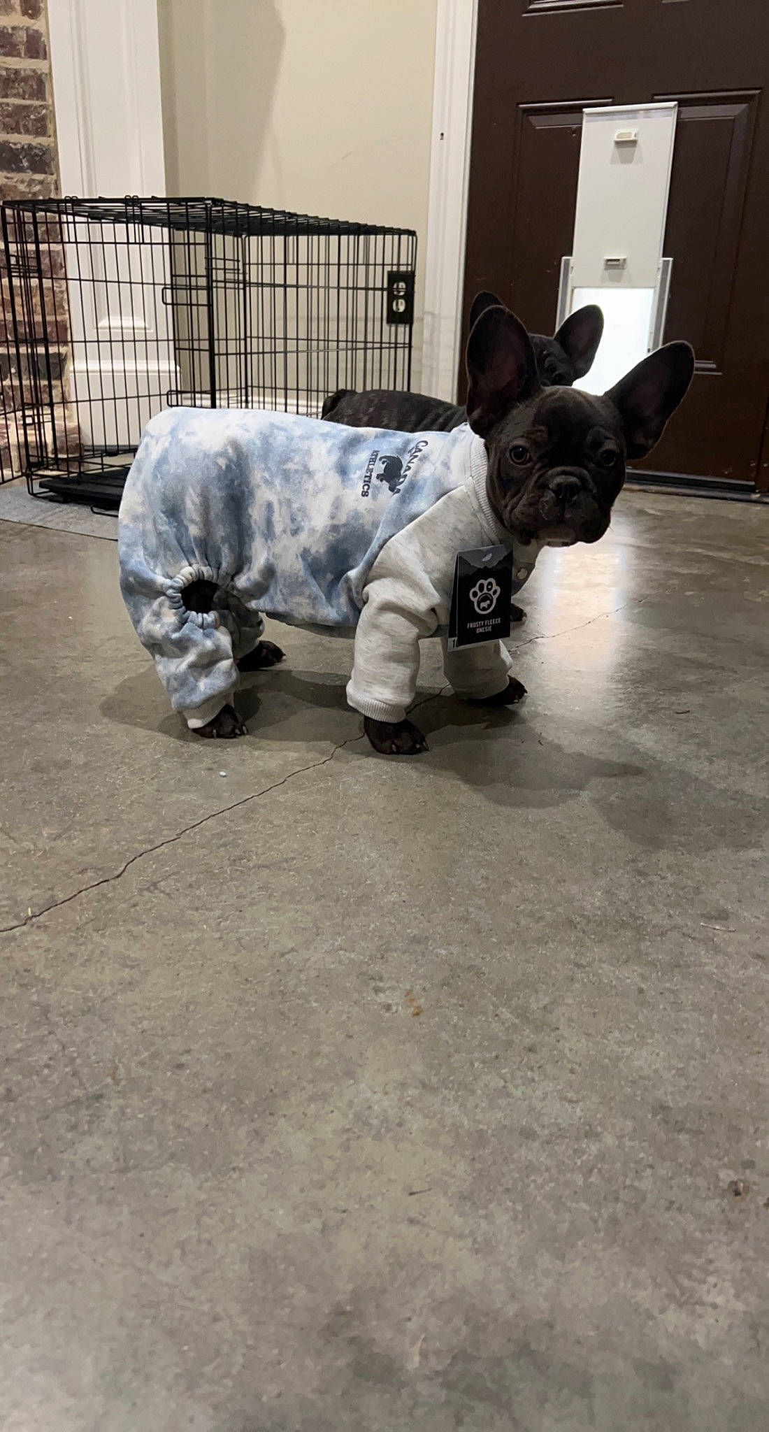 Stitch joined the competition — help win amazing prizes! art, canidae, carnivore, collar, companion_dog, dog, dog_breed, dog_clothes, dog_supply, fawn, flooring, fur, grey, pet_supply, snout, sporting_group, tail, terrestrial_animal, toy_dog, working_animal