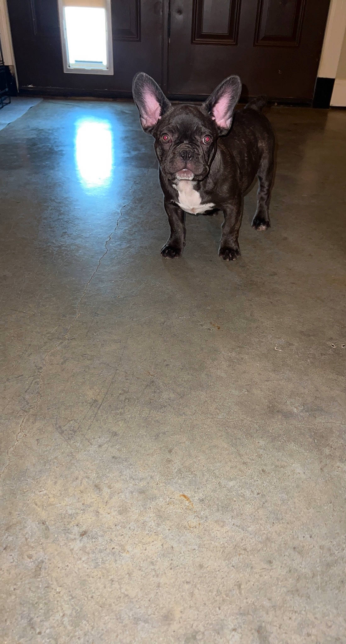 Stitch joined the competition — help win amazing prizes! bulldog, canidae, carnivore, companion_dog, dog, dog_breed, ear, fawn, flooring, french_bulldog, fur, hardwood, road_surface, snout, sporting_group, tail, terrestrial_animal, toy_dog, whiskers, wood