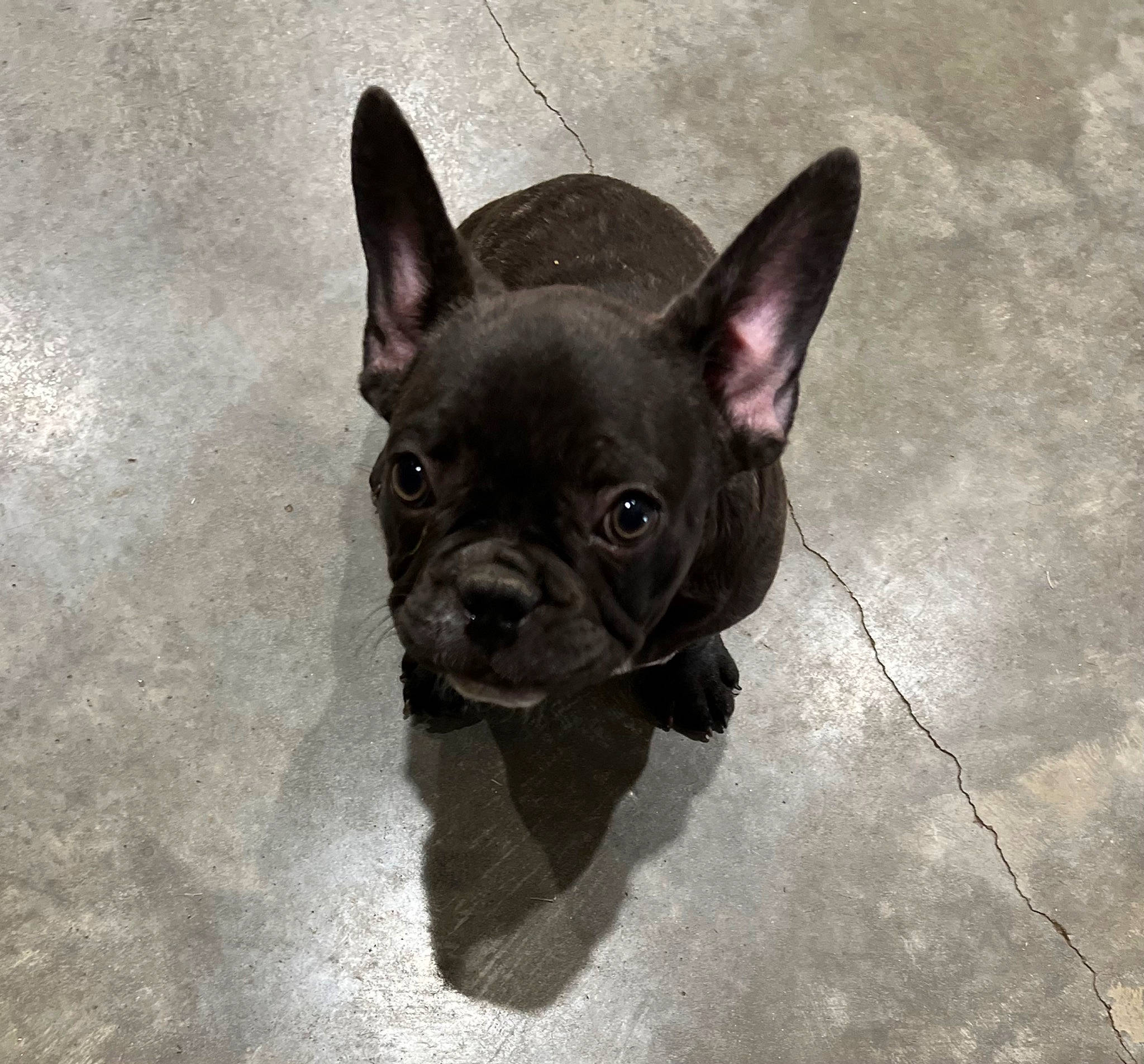 Stitch joined the competition — help win amazing prizes! bulldog, canidae, carnivore, companion_dog, dog, dog_breed, ear, fawn, flooring, french_bulldog, human_body, sculpture, snout, sporting_group, terrestrial_animal, tile_flooring, toy_dog, whiskers, working_animal, wrinkle