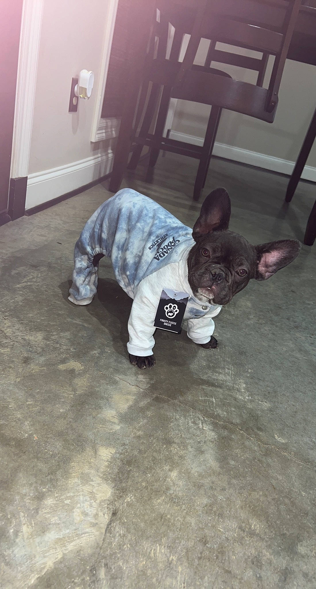 Stitch is registered to the contest to win money with this photo: boot, canidae, chair, child, companion_dog, dog_breed, felidae, floor, flooring, foot, fur, grey, hardwood, human_leg, pattern, room, sporting_group, tail, wood, wood_flooring