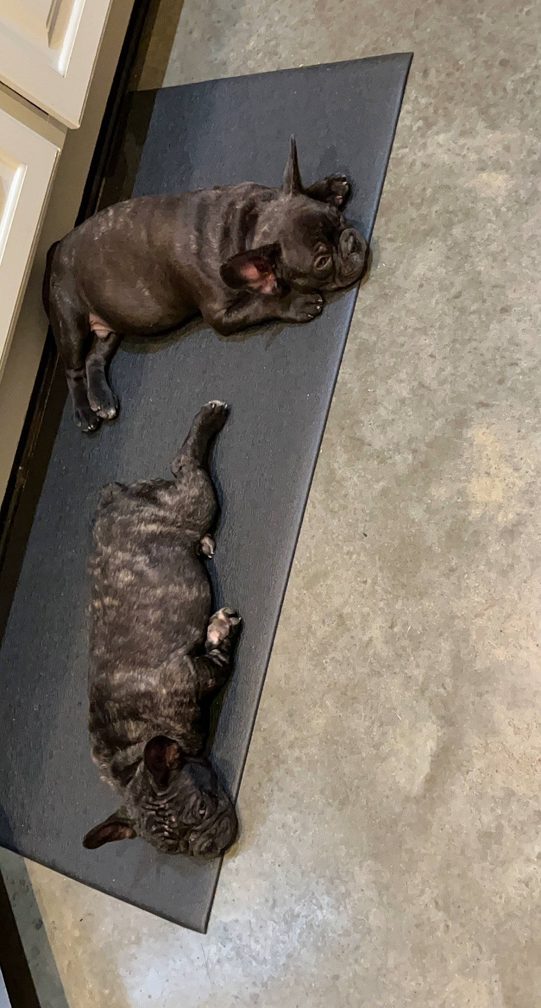 Mylo joined the competition — help win amazing prizes! canidae, carnivore, companion_dog, dog, dog_breed, fawn, fish, grey, guard_dog, liver, mammal, non_sporting_group, snout, sporting_group, tail, terrestrial_animal, vertebrate, wall_plate, working_animal