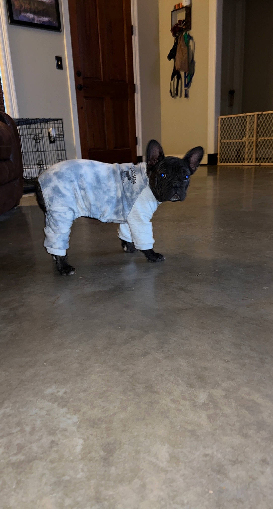 Mylo is registered to the contest to win money with this photo: bulldog, carnivore, collar, companion_dog, dog, dog_breed, dog_clothes, dog_supply, fawn, floor, flooring, french_bulldog, mammal, pet_supply, snout, tail, terrestrial_animal, toy_dog, vertebrate, working_animal