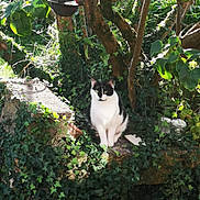 Xena participe au concours pour gagner de l'argent avec cette photo : cat, black_and_white, ivy, tree, stone, outdoor, sunlight, greenery, nature, animal, pet, sitting, garden, leaves, shadows, wildlife, mammal, fur, daylight, plant