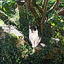 cat, black_and_white, ivy, tree, stone, outdoor, sunlight, greenery, nature, animal, pet, sitting, garden, leaves, shadows, wildlife, mammal, fur, daylight, plant