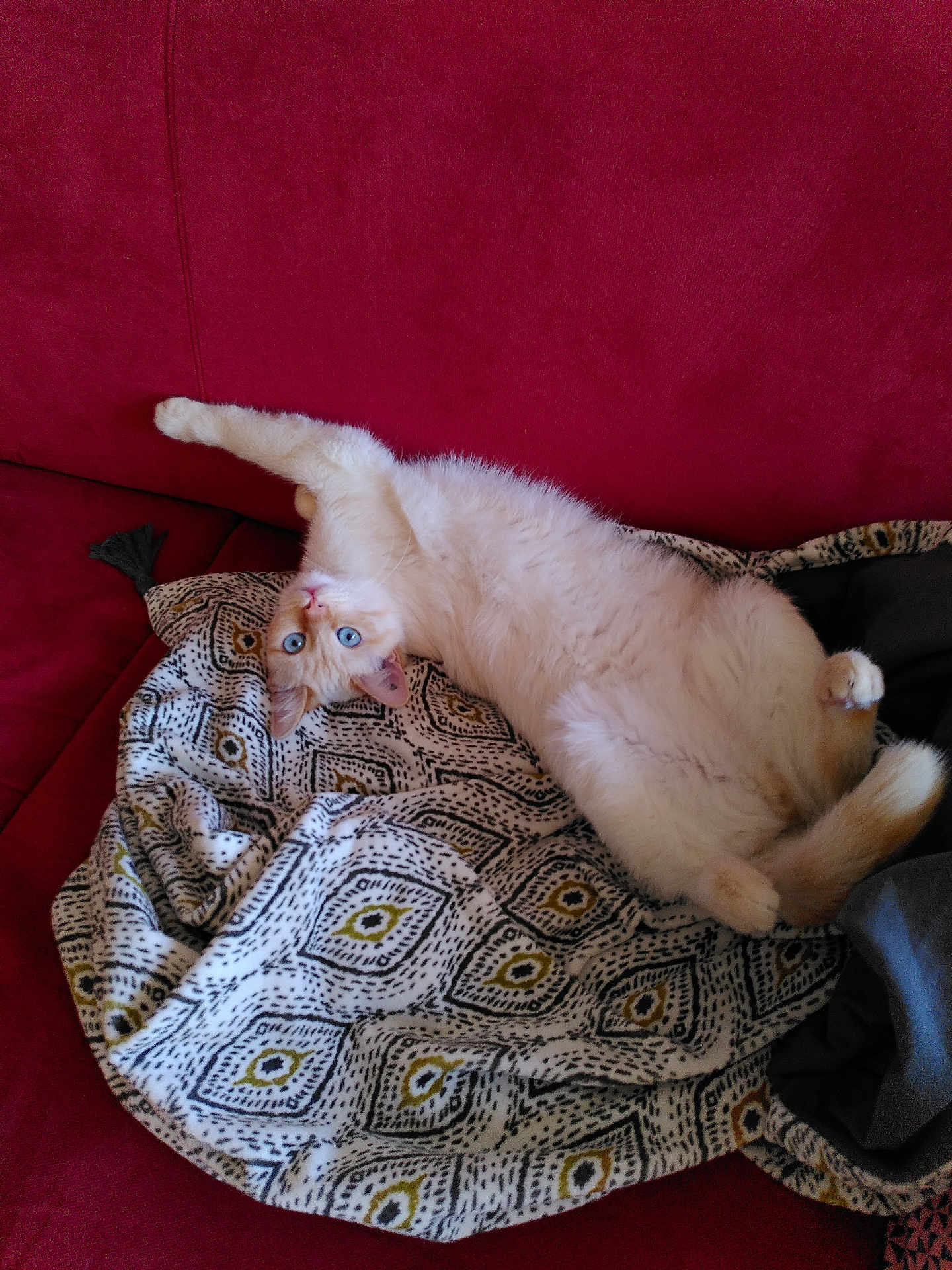 Thornado a rejoint le concours — aidez-le/la à gagner de superbes lots ! animal, blue_eyes, cat, comfort, cozy, cute, domestic_animal, feline, fluffy, fur, indoor, patterned_blanket, paw, pet, playful, red_couch, relaxed, resting, upside_down, whiskers