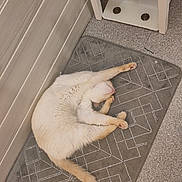 Thornado participe au concours pour gagner de l'argent avec cette photo : animal, cat, contorted, cozy, cream_color, feline, floor, home, indoor, mat, paw, pet, quiet, relaxed, resting, sleeping, soft_fur, stretching, tail, yoga_pose