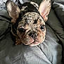 Rayvin joined the competition — help win amazing prizes! animal, bed, blanket, close_up, cute, dog, ear, face, french_bulldog, fur, gray, indoors, looking_at_camera, nose, pet, puppy, resting, soft_light, wrinkled_skin, young