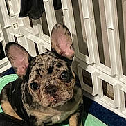 Rayvin is registered to the contest to win money with this photo: animal, brindle, closeup, companion, curious, cute, dog, domestic, ears, face, french_bulldog, green_pad, indoor, looking_up, pet, playpen, puppy, sitting, small, young