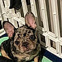 animal, brindle, closeup, companion, curious, cute, dog, domestic, ears, face, french_bulldog, green_pad, indoor, looking_up, pet, playpen, puppy, sitting, small, young