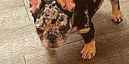 Rayvin is registered to the contest to win money with this photo: animal, canine, companion, curious, cute, dog, domestic_animal, ears, face, flooring, friendly, indoor, looking_up, pet, puppy, small_dog, spotted_coat, standing, wooden_floor, young