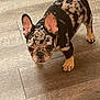 animal, canine, companion, curious, cute, dog, domestic_animal, ears, face, flooring, friendly, indoor, looking_up, pet, puppy, small_dog, spotted_coat, standing, wooden_floor, young